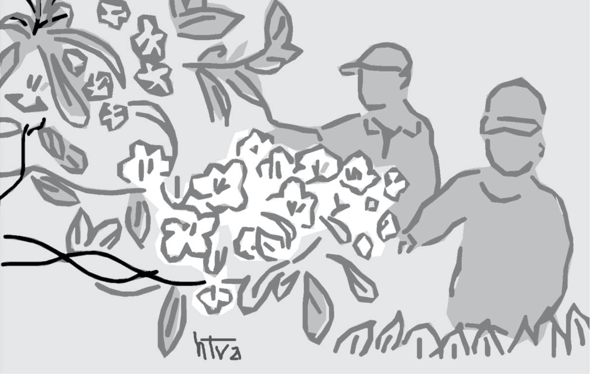 Mùa sim tím triền đồi