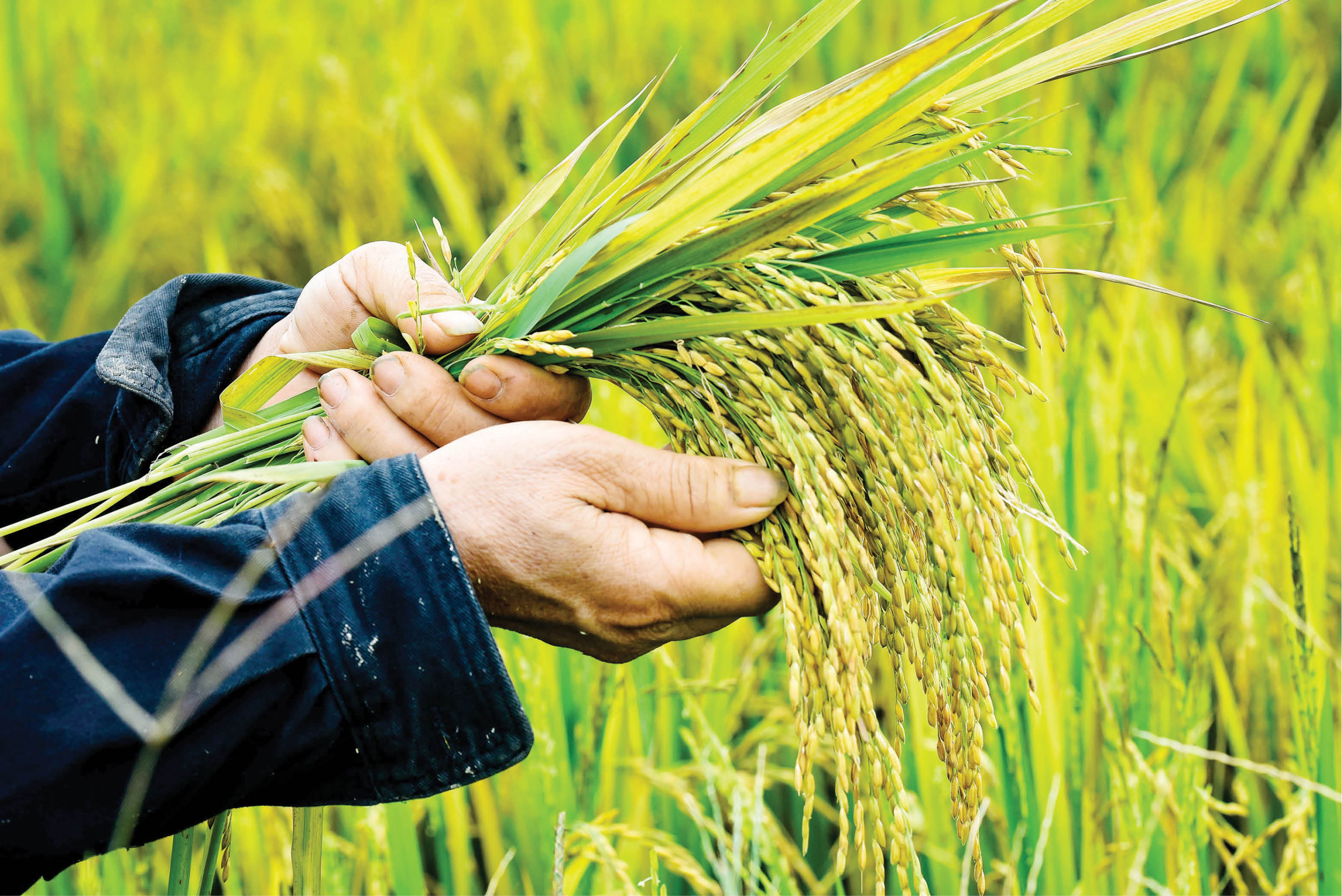 Thu hoạch lúa tránh mưa, lũ