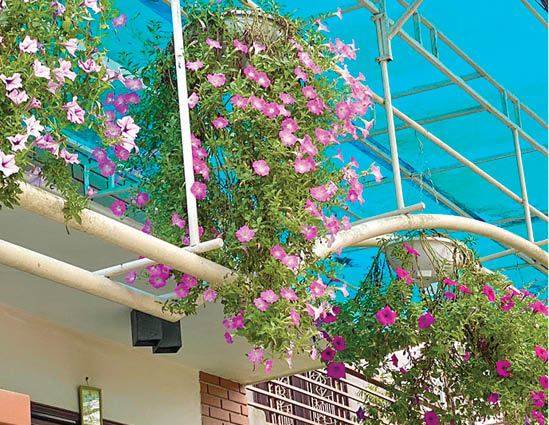 Biến tấu với vườn treo