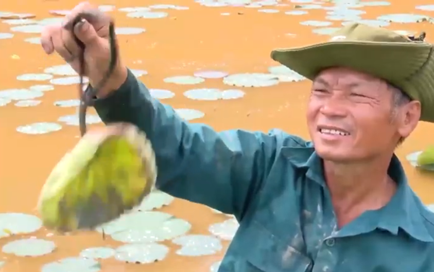 Nông dân lao đao vì sen chết
