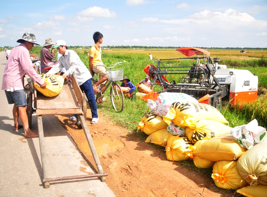 Bảo vệ diện tích lúa đông xuân chưa kịp thu hoạch