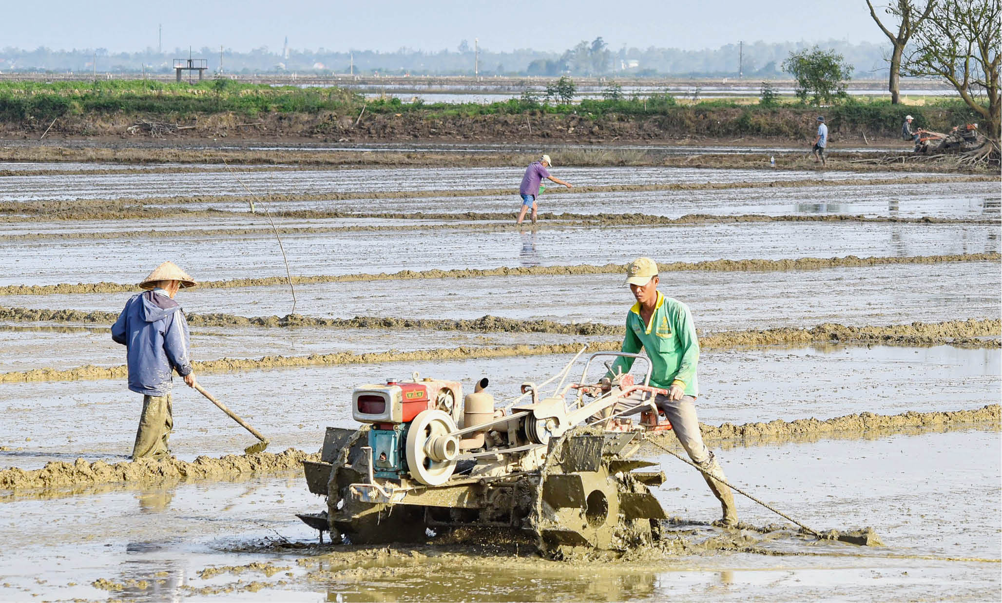 Gieo cấy kịp thời vụ lúa hè thu