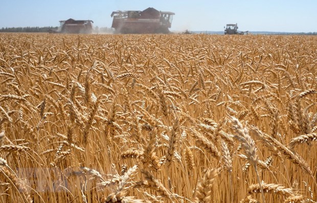 Chạy đua tìm nguồn cung sau lệnh cấm xuất khẩu của Ấn Độ