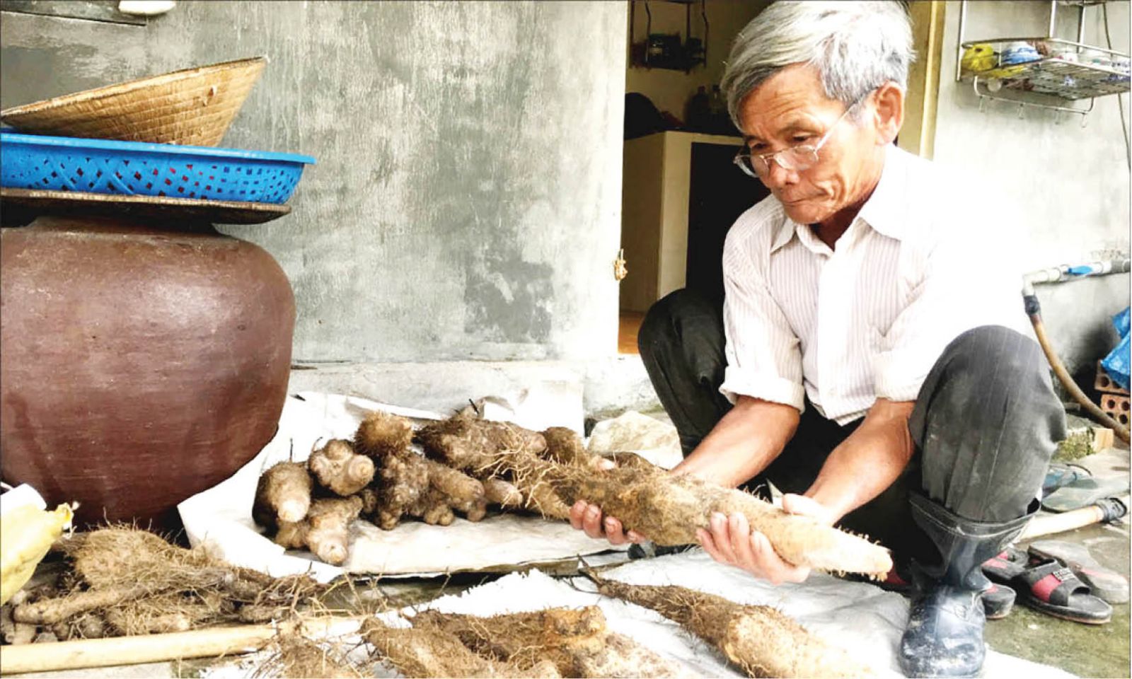 The story of My Loi’s yams