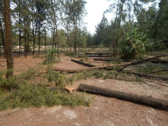 Phá rừng phòng hộ, một doanh nghiệp bị xử phạt 40 triệu đồng