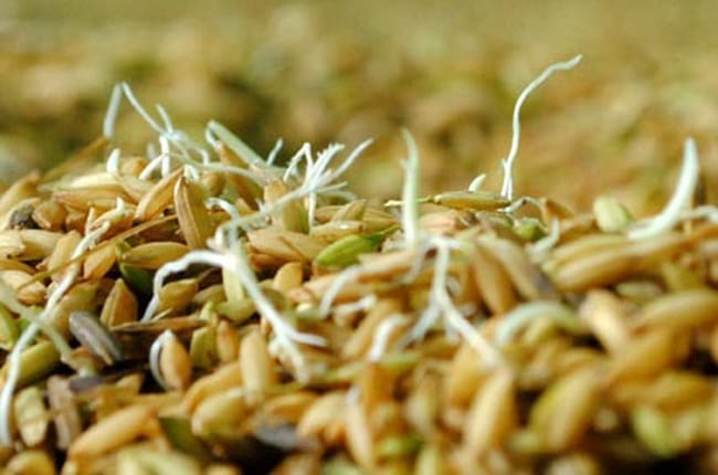 Hỗ trợ 1 500 tấn lúa, 5 tấn bắp giống cho vụ hè thu