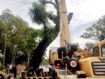 Di dời cây xà cừ đến Công viên Phú Xuân 2