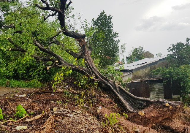 Phát hiện cây cổ thụ bị bứng, dân nghi mua bán đất trái phép