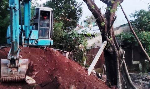 Đã trồng lại cây thị cổ thụ về vị trí cũ