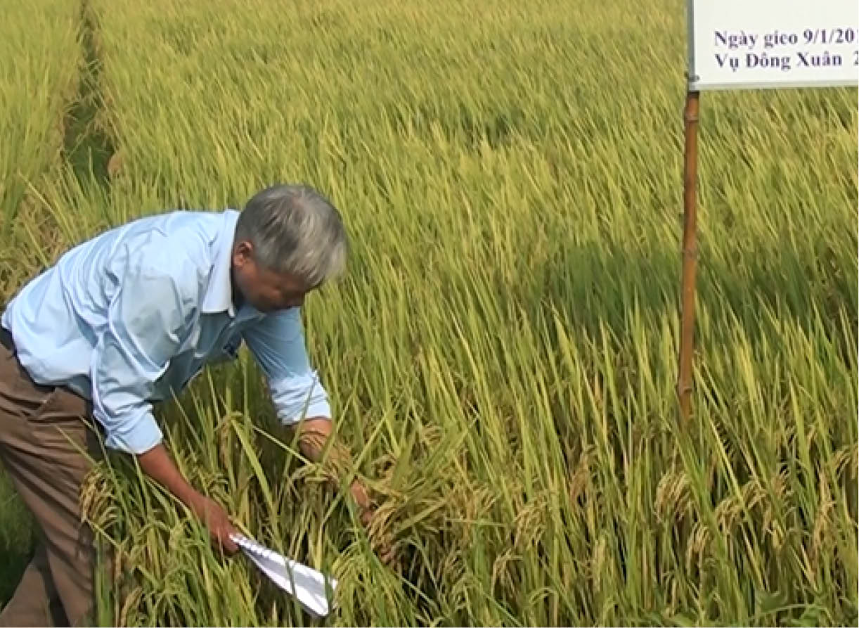 Triển vọng từ giống lúa mới JO2