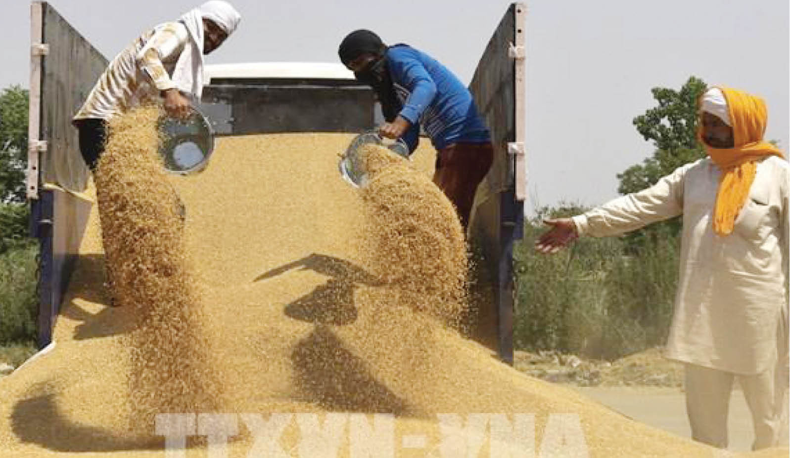 Lệnh cấm xuất khẩu không phải là giải pháp cho tình trạng thiếu lương thực toàn cầu