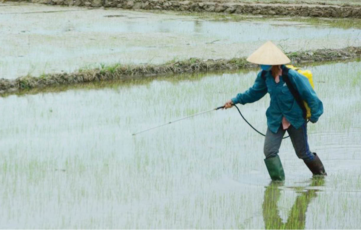 Nhiều diện tích lúa gieo cấy trễ vụ
