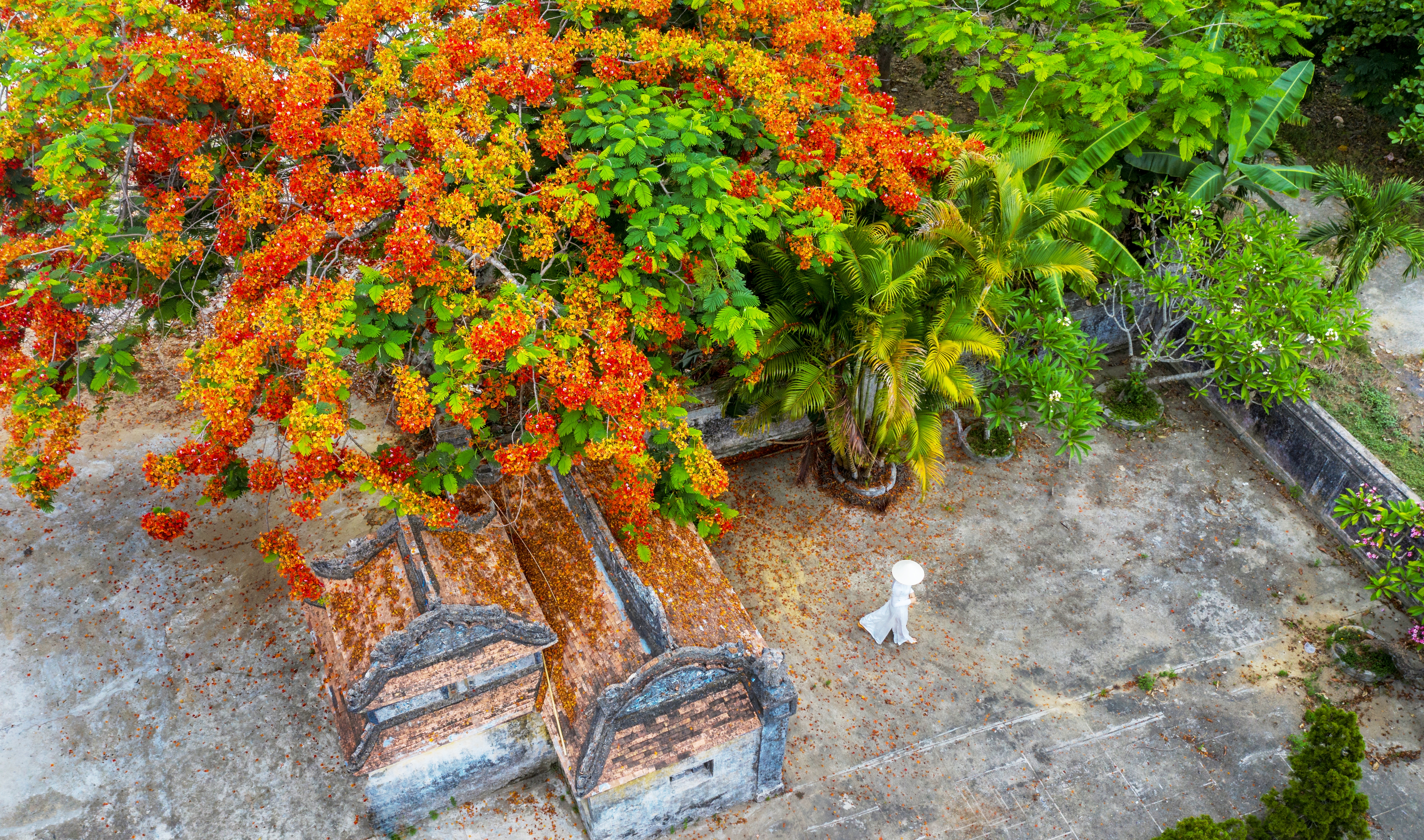 Brilliant flamboyant flowers