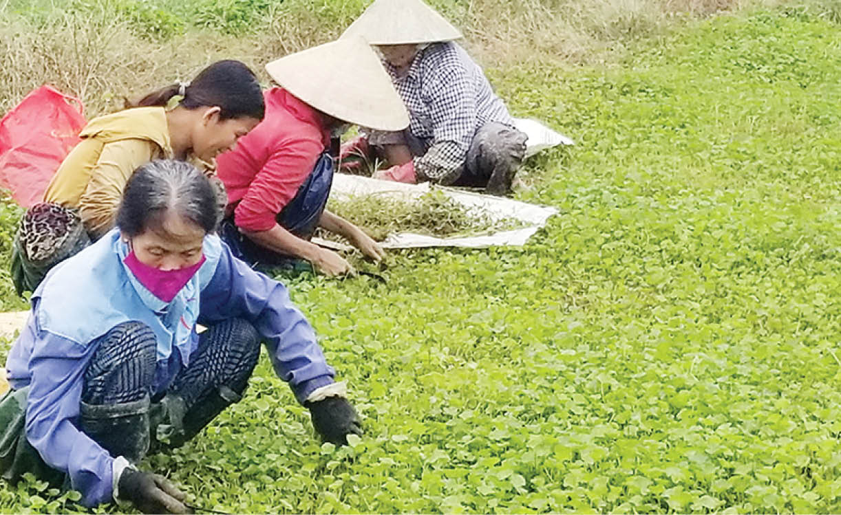 “Bà đỡ” cho nông nghiệp
