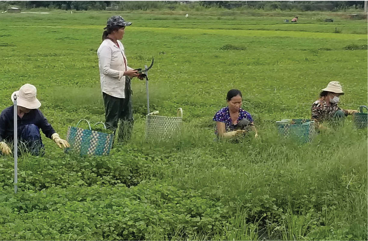 Kinh tế hợp tác xã Quảng Điền Từng bước khẳng định vị thế