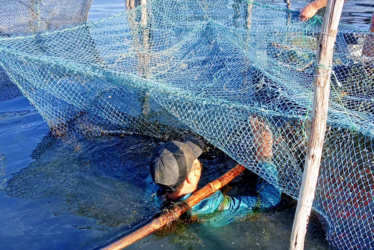 Hàng chục tấn thuỷ sản nuôi bị chết