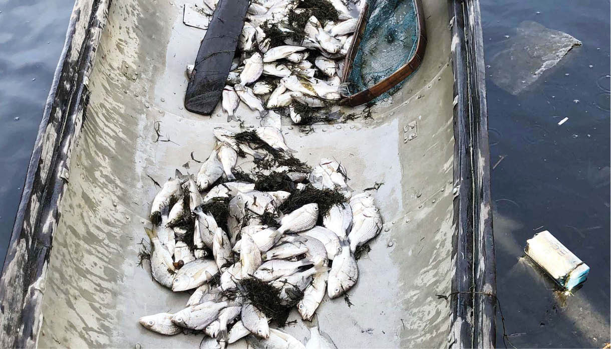 Hàng chục tấn thủy sản nuôi bị chết