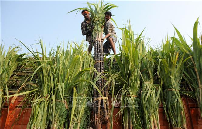 Hạn chế xuất khẩu lương thực ảnh hưởng gần 1 5 thị trường toàn cầu
