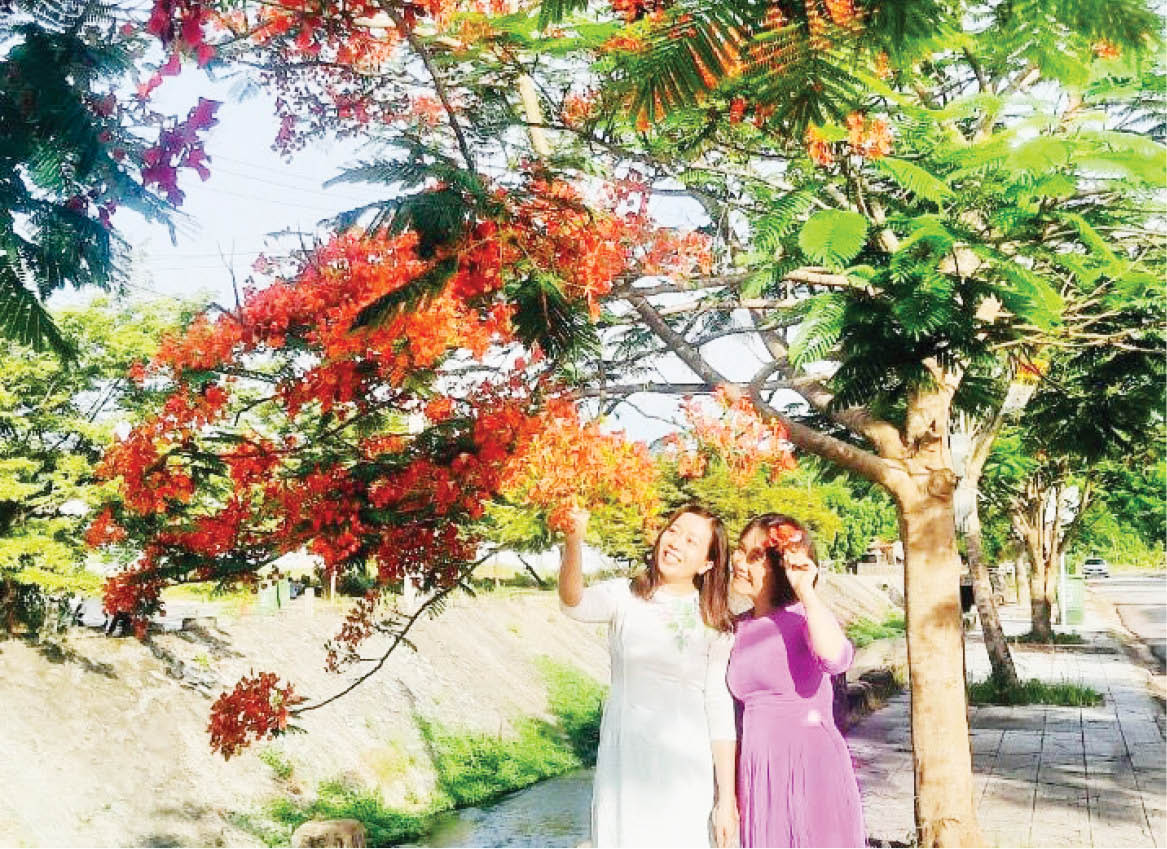 Rực màu hoa phượng đỏ
