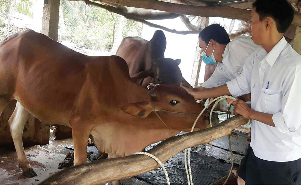 Gỡ khó, ổn định và phát triển đàn trâu, bò