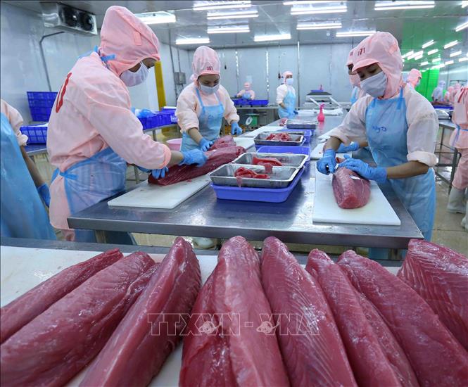 Xuất khẩu cá ngừ dự kiến tăng cao trong bão lạm phát