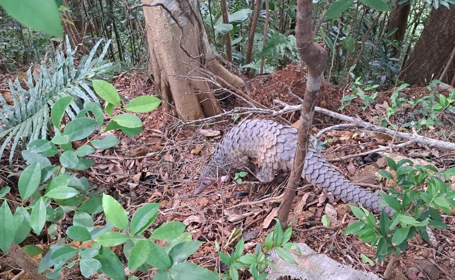 Thả cá thể tê tê Java về Vườn Quốc gia Bạch Mã