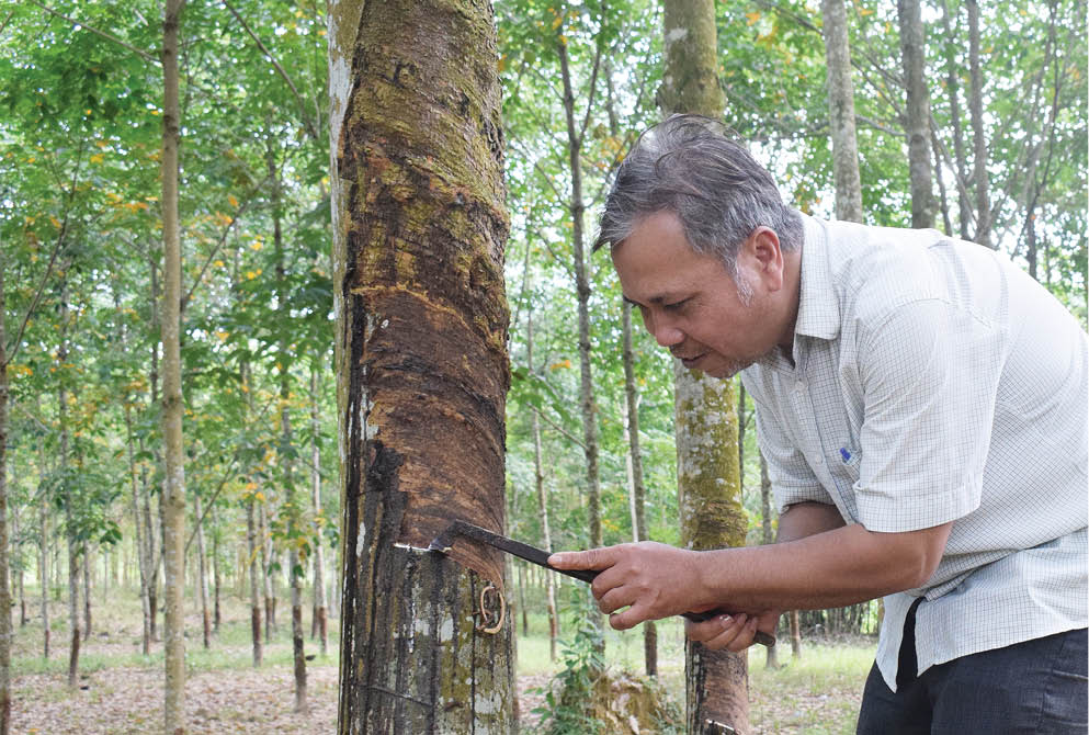 Phòng trừ bệnh cho cao su