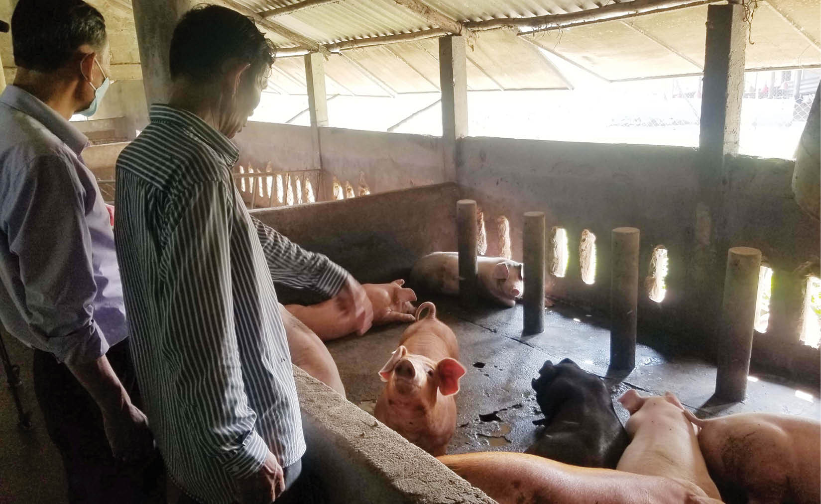 Bảo vệ đàn gia súc, gia cầm mùa nắng nóng