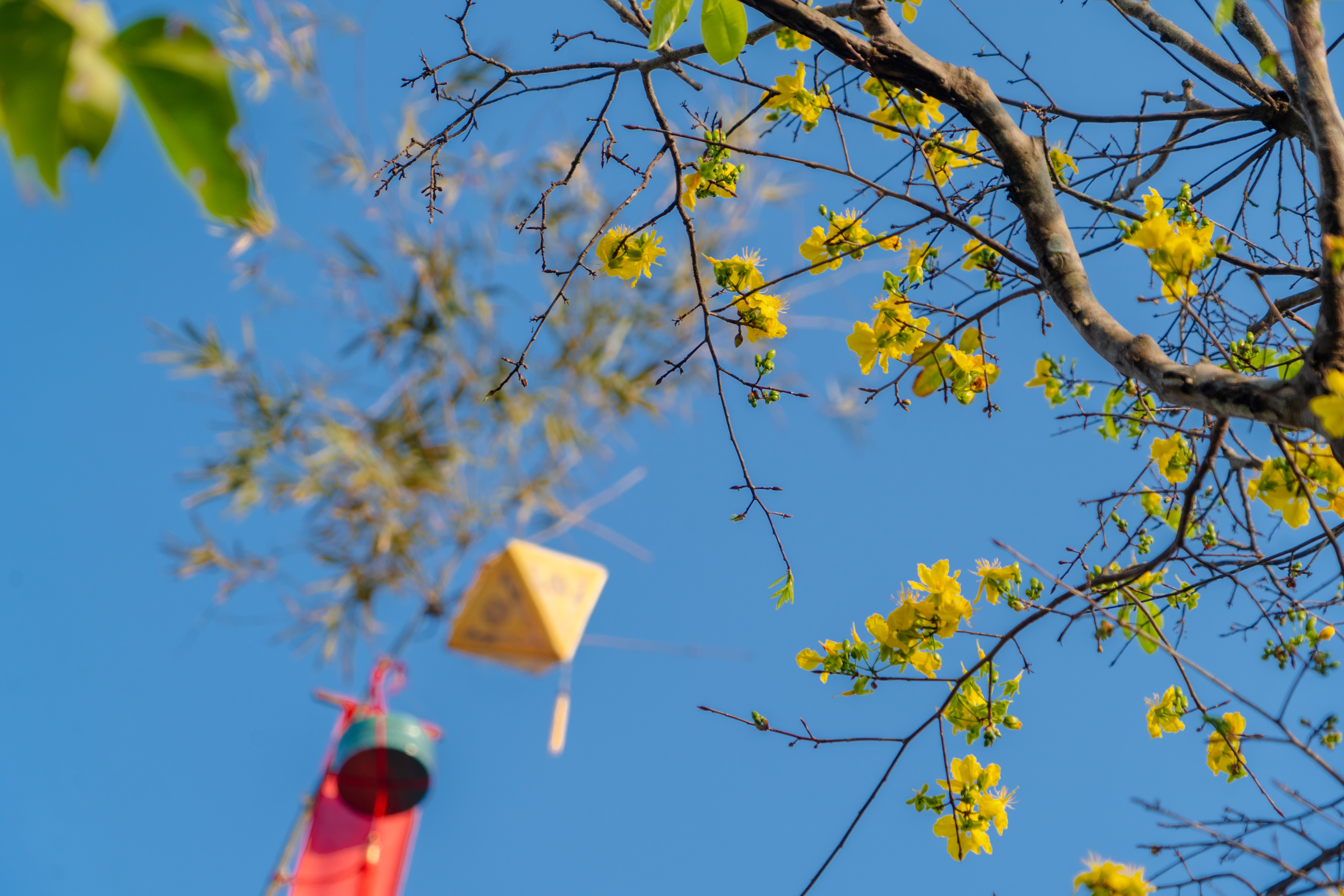 Định vị Mai vàng Huế trở thành quốc bảo - Kỳ I  Giá trị được khẳng định