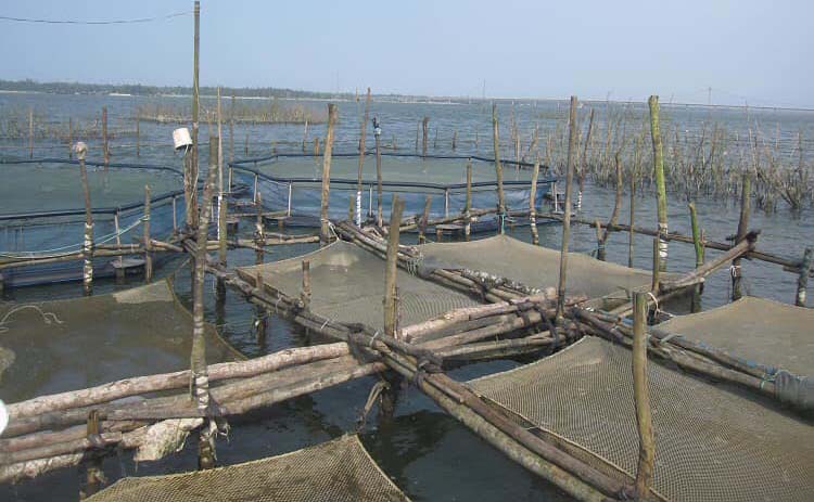 Hơn 14 tấn cá nuôi lồng bị chết