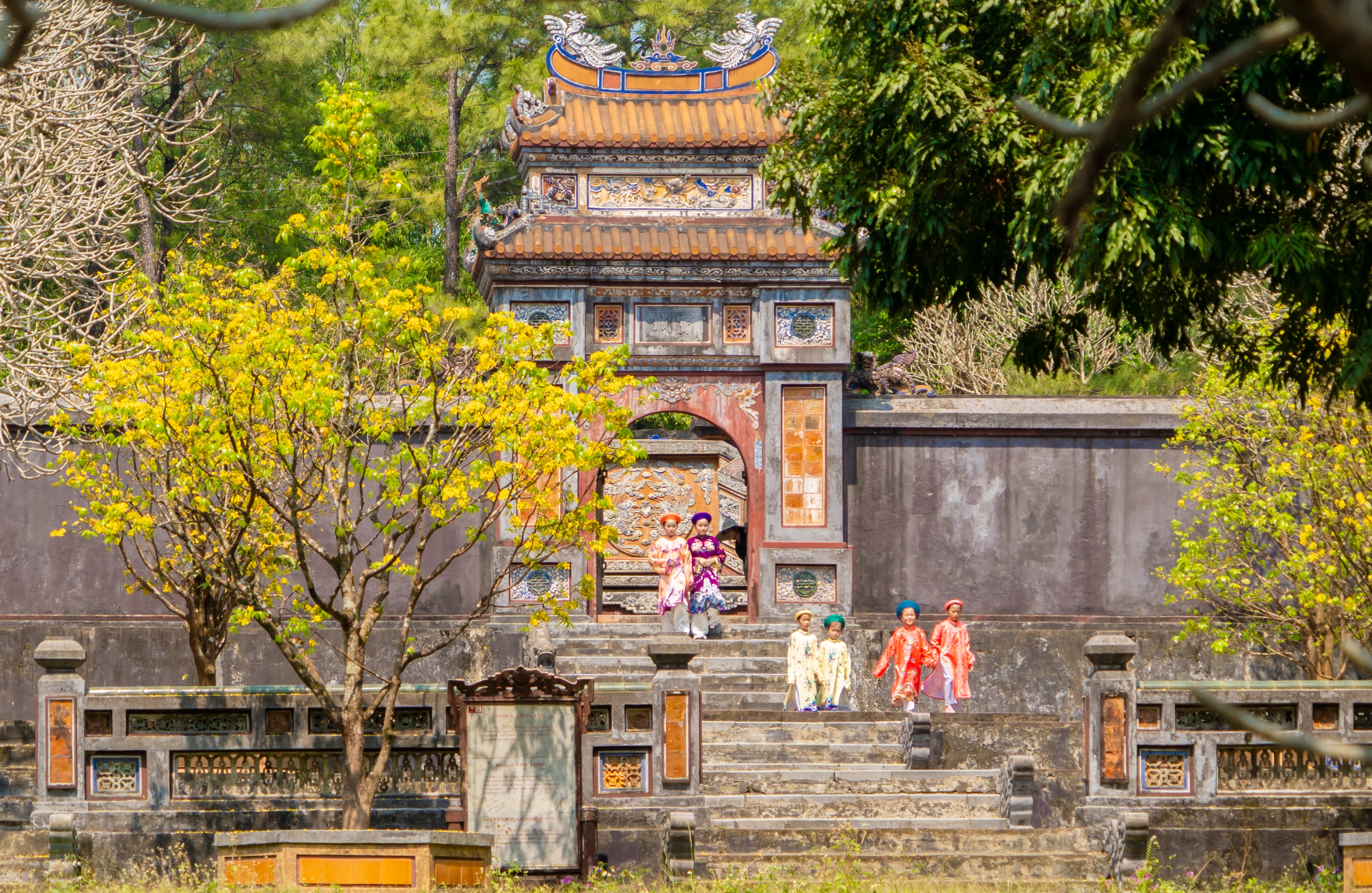 Định vị Mai vàng Huế trở thành quốc bảo - Kỳ II Còn nhiều rào cản