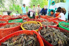 Xuất khẩu tôm gặp khó