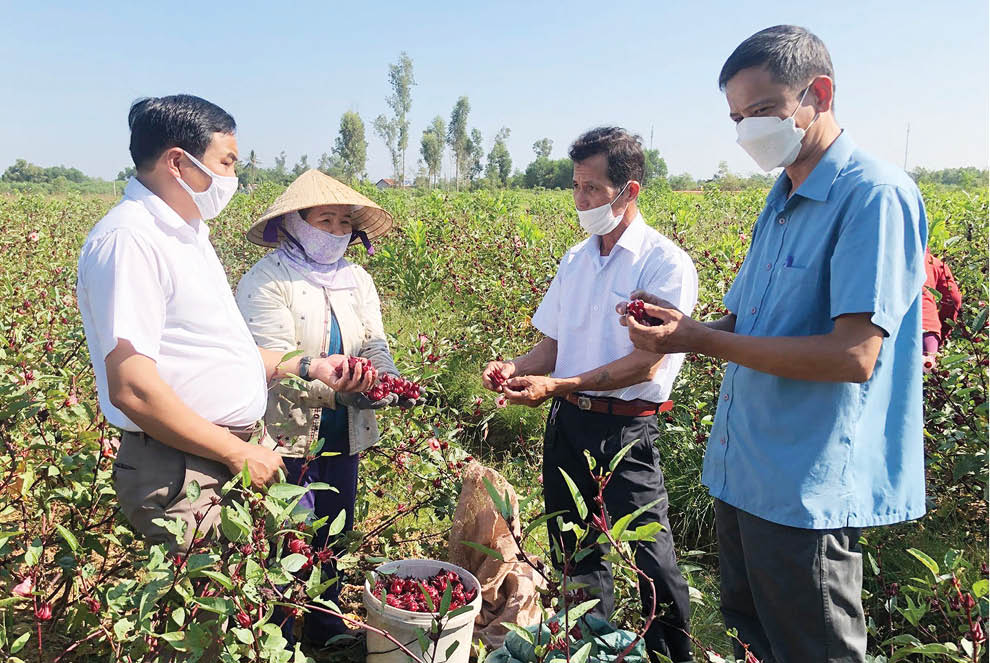 Cây atiso đỏ cho thu nhập cao