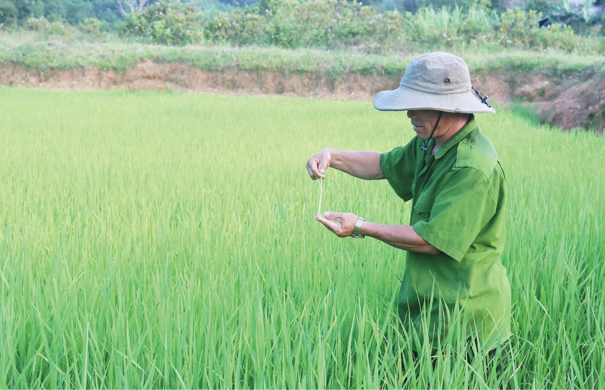 Kỳ vọng vụ hè thu được mùa