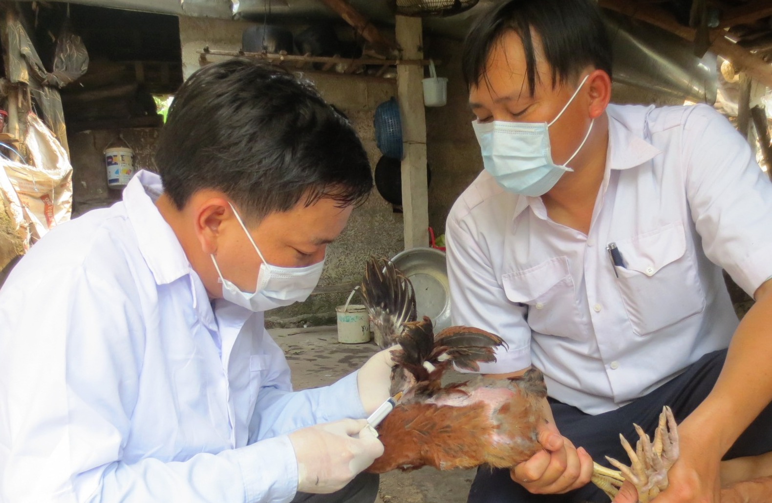 Kiểm tra chặt các loại vắc xin thú y không rõ nguồn gốc