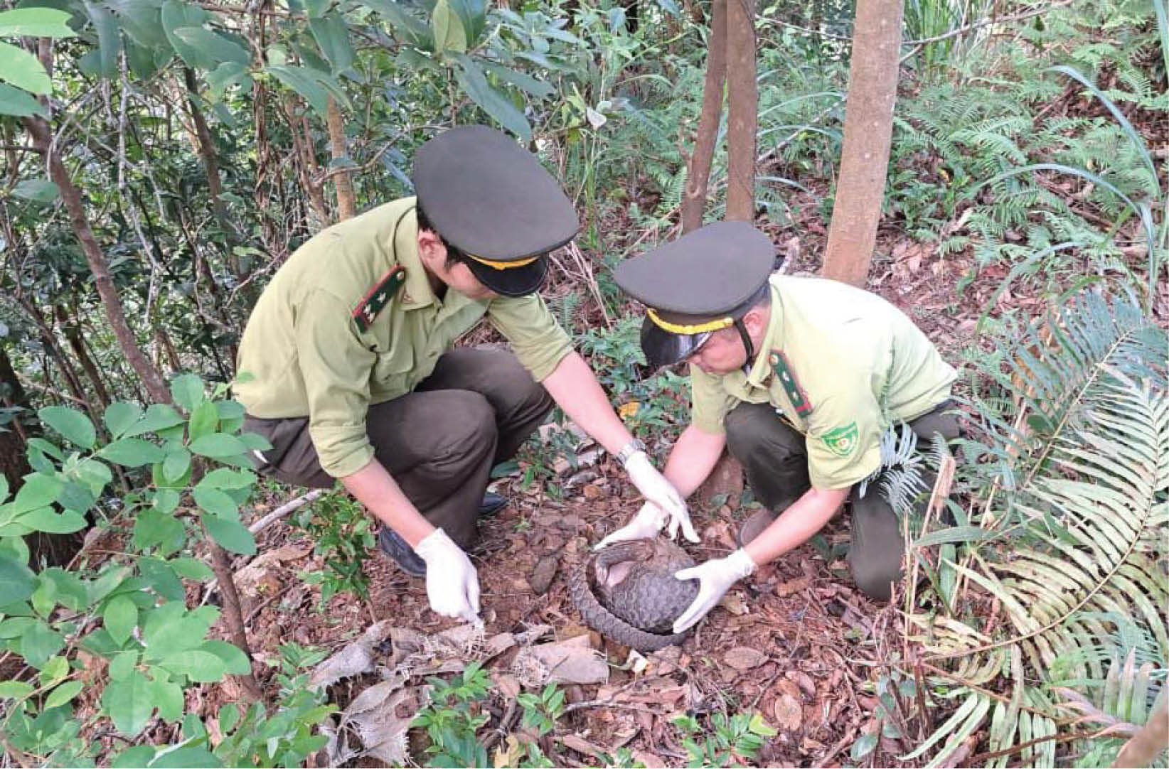 Không chỉ có sao la