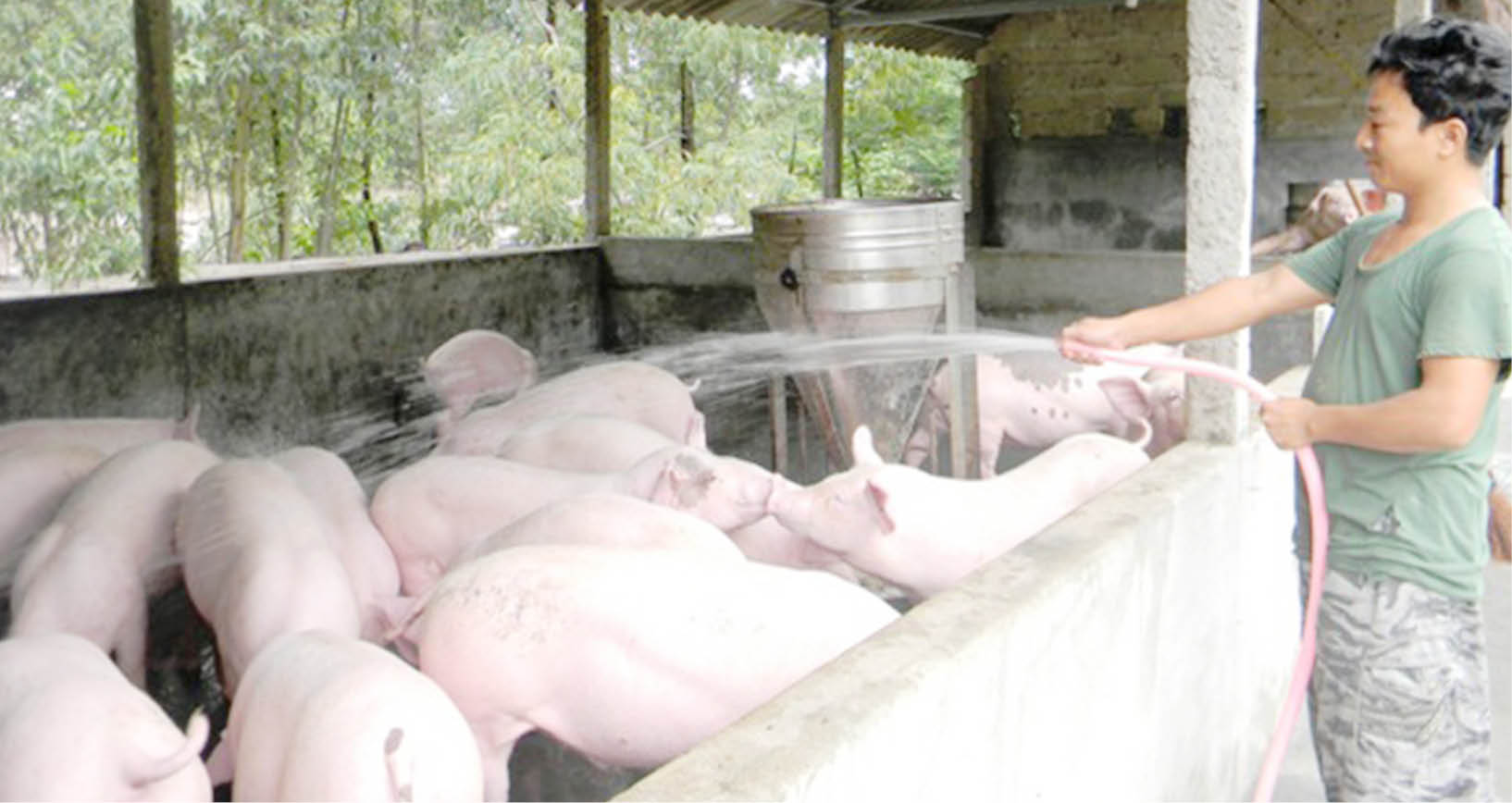 Ngăn chặn xuất, nhập lợn trái phép