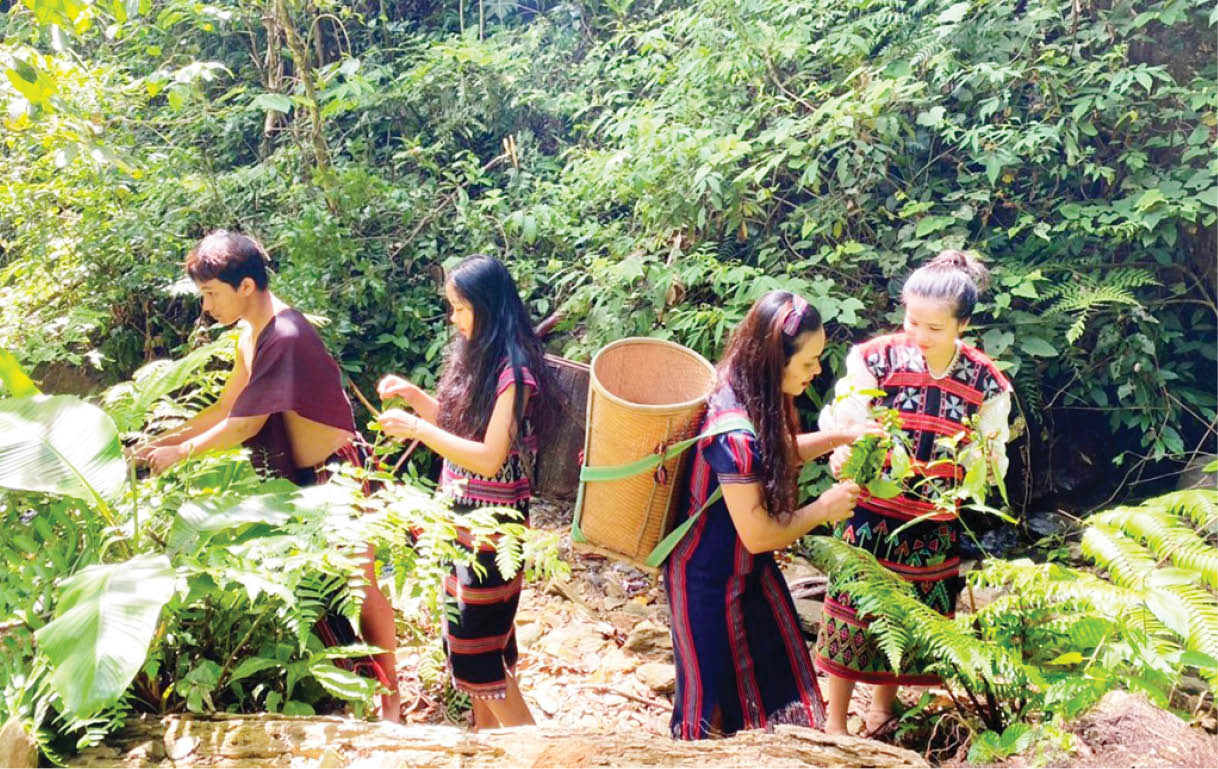 Nhớ rau rừng… thì lên A Lưới