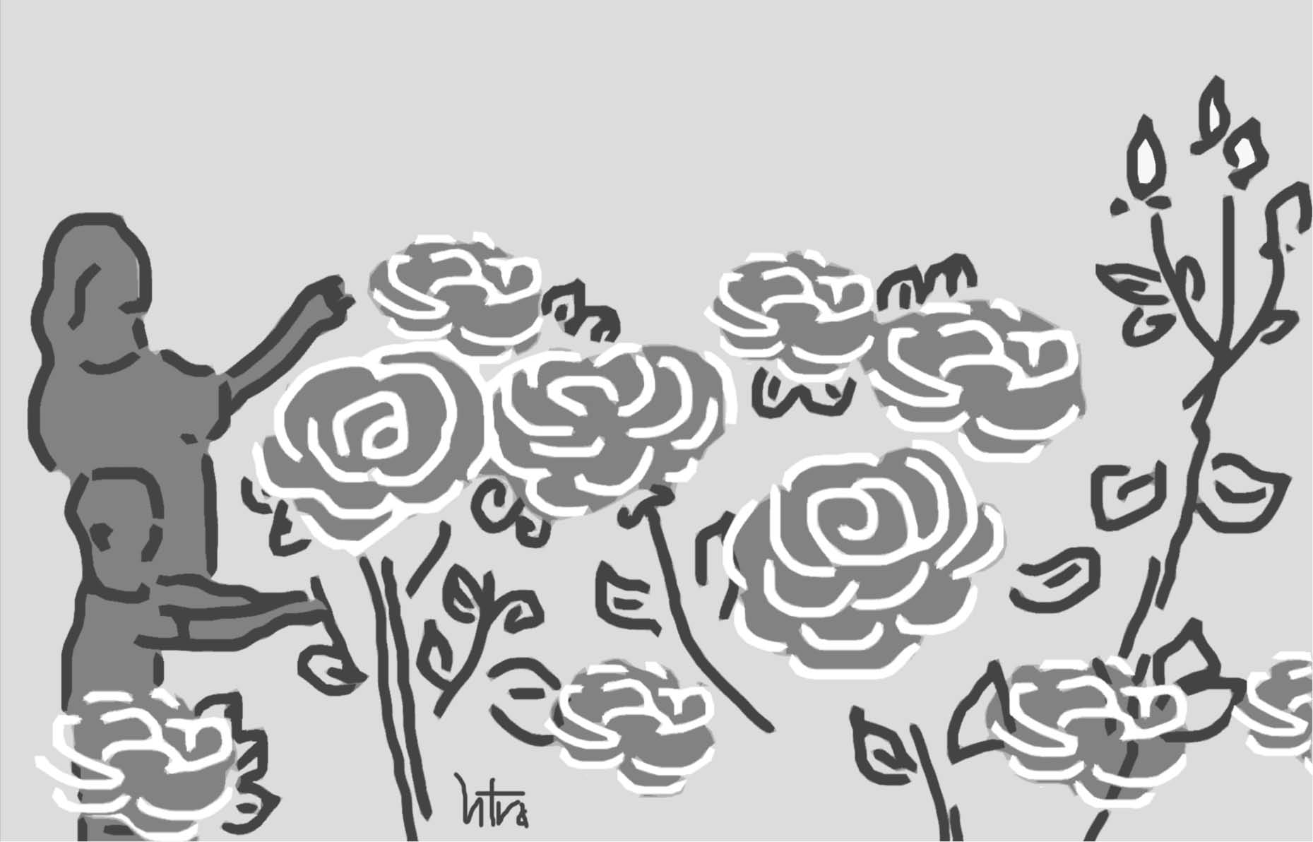 Sớm mai hoa hồng nở