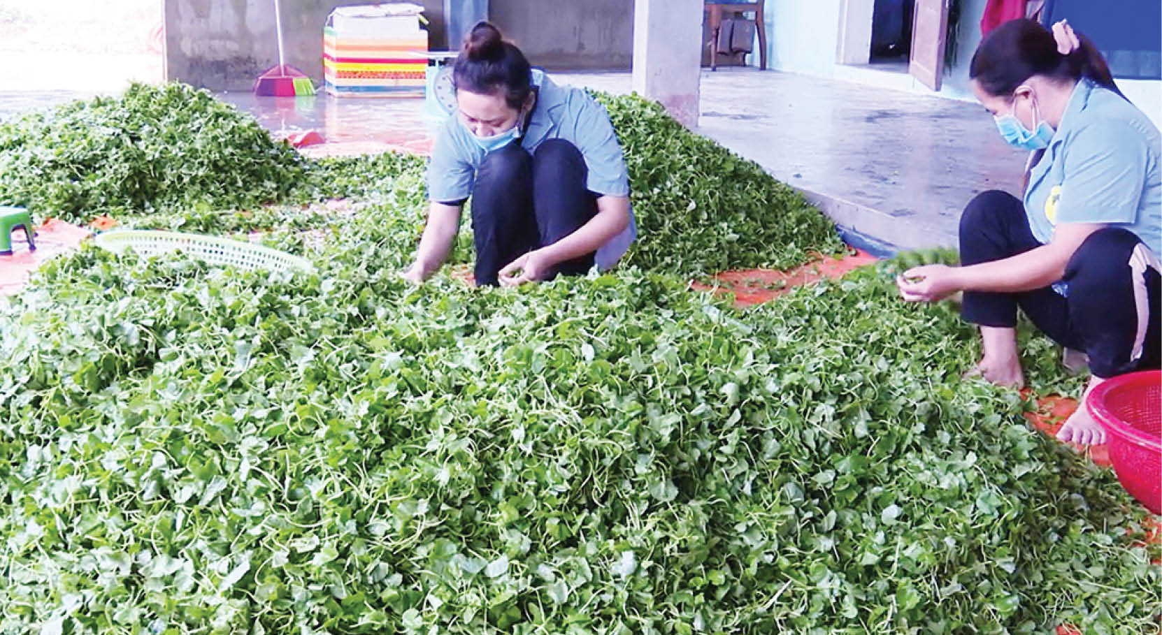 “Bà đỡ” xây dựng nông thôn mới ở Quảng Điền