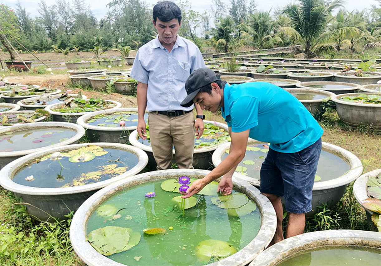 Nông dân Phú Lộc cùng vượt khó, làm giàu