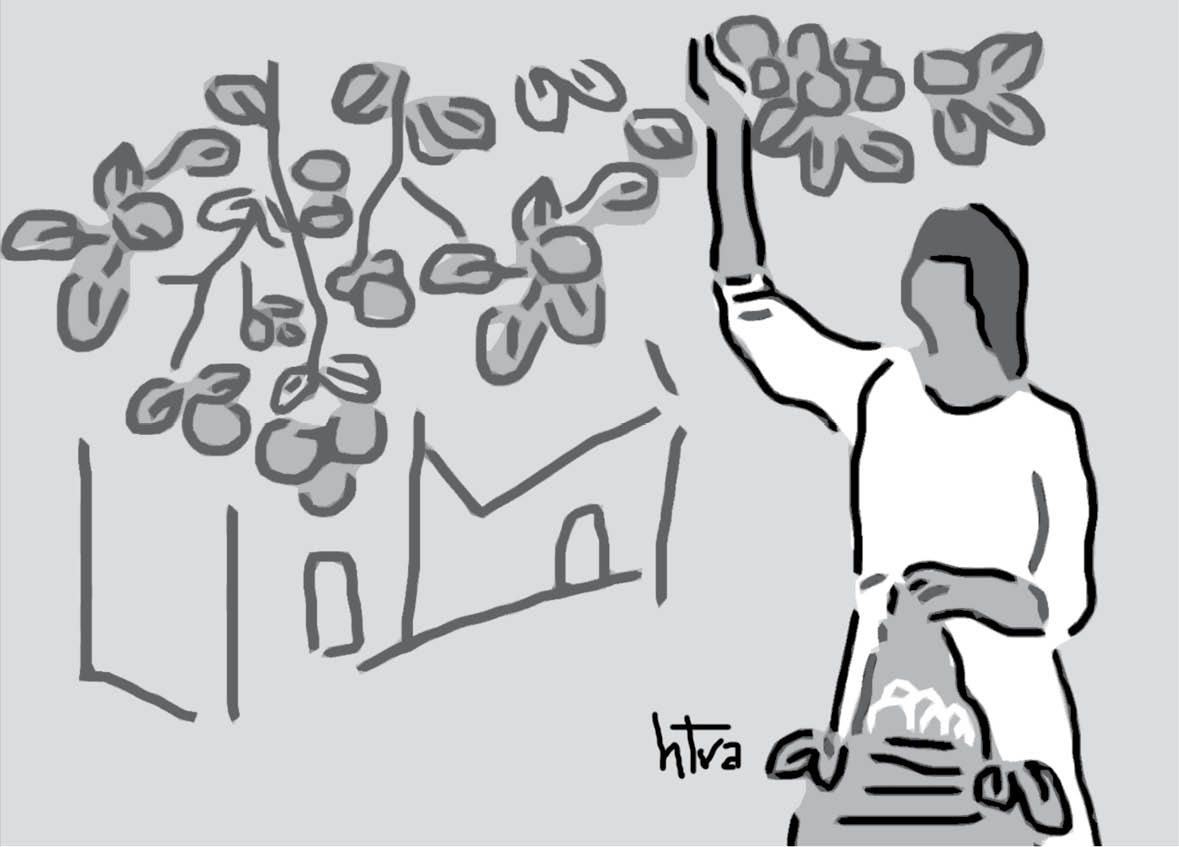 Mùa hồng chín bên hiên