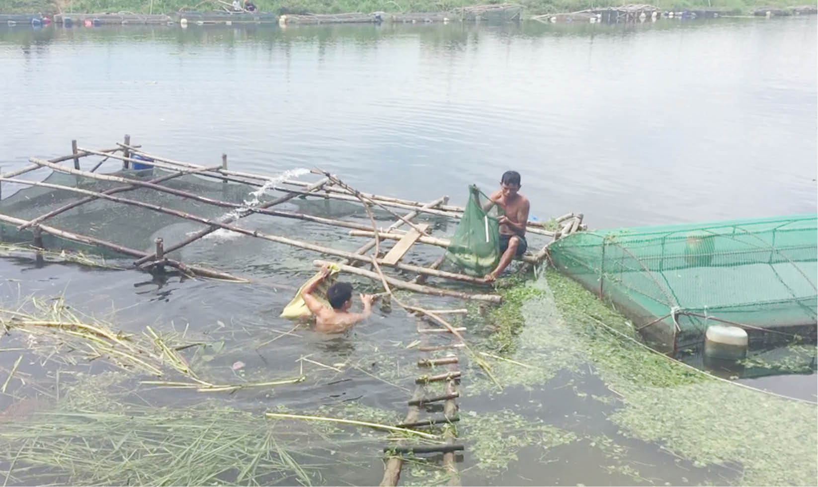 Thu hoạch thủy sản nuôi trước mùa bão, lũ