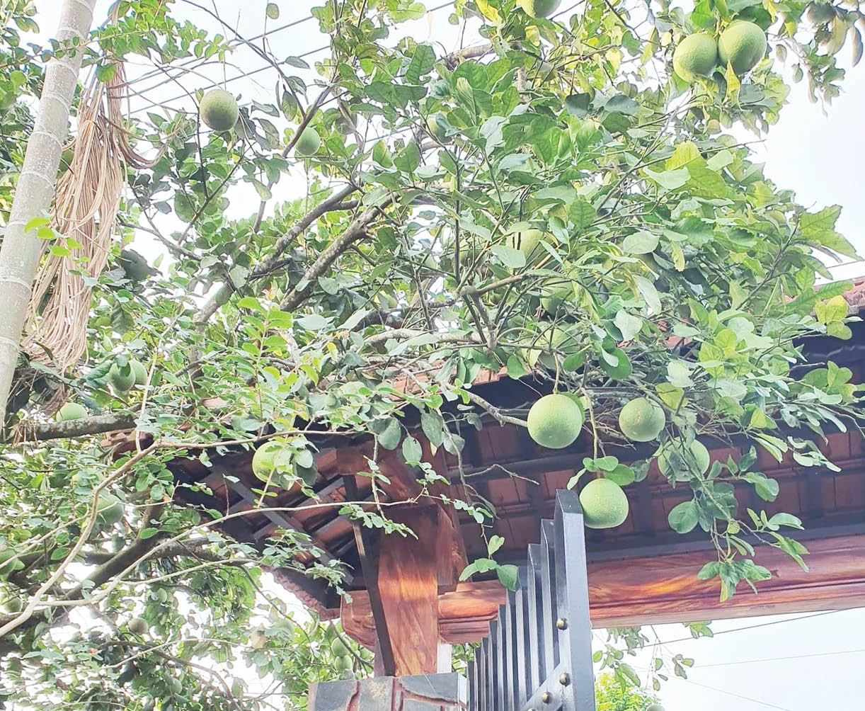 Tôn vinh đặc sản thanh trà