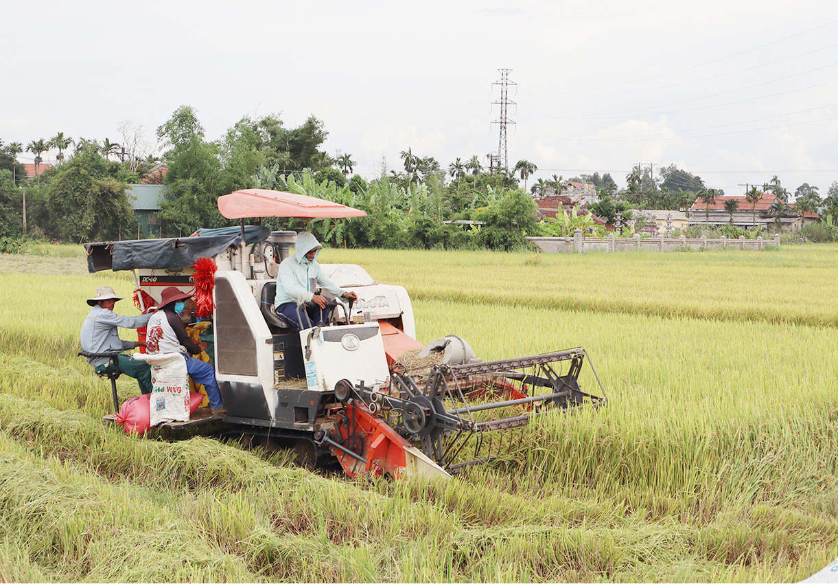 Phong Điền Thu hoạch nhanh, gọn lúa hè thu