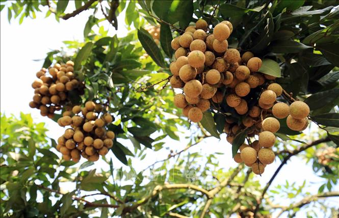 Xuất khẩu nông, lâm, thủy sản tăng 13