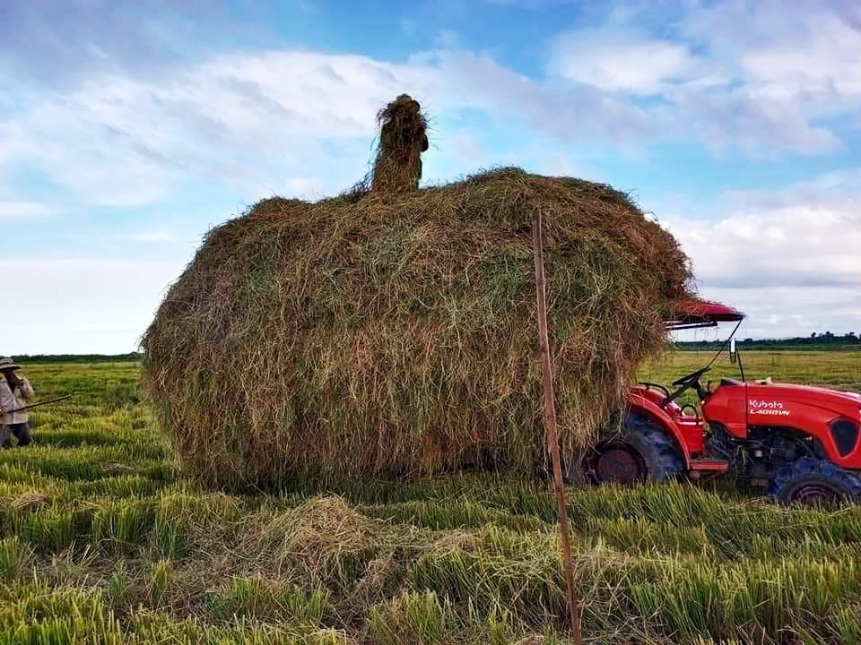 Ứng dụng Hue-S quản lý đốt rơm rạ trên đồng