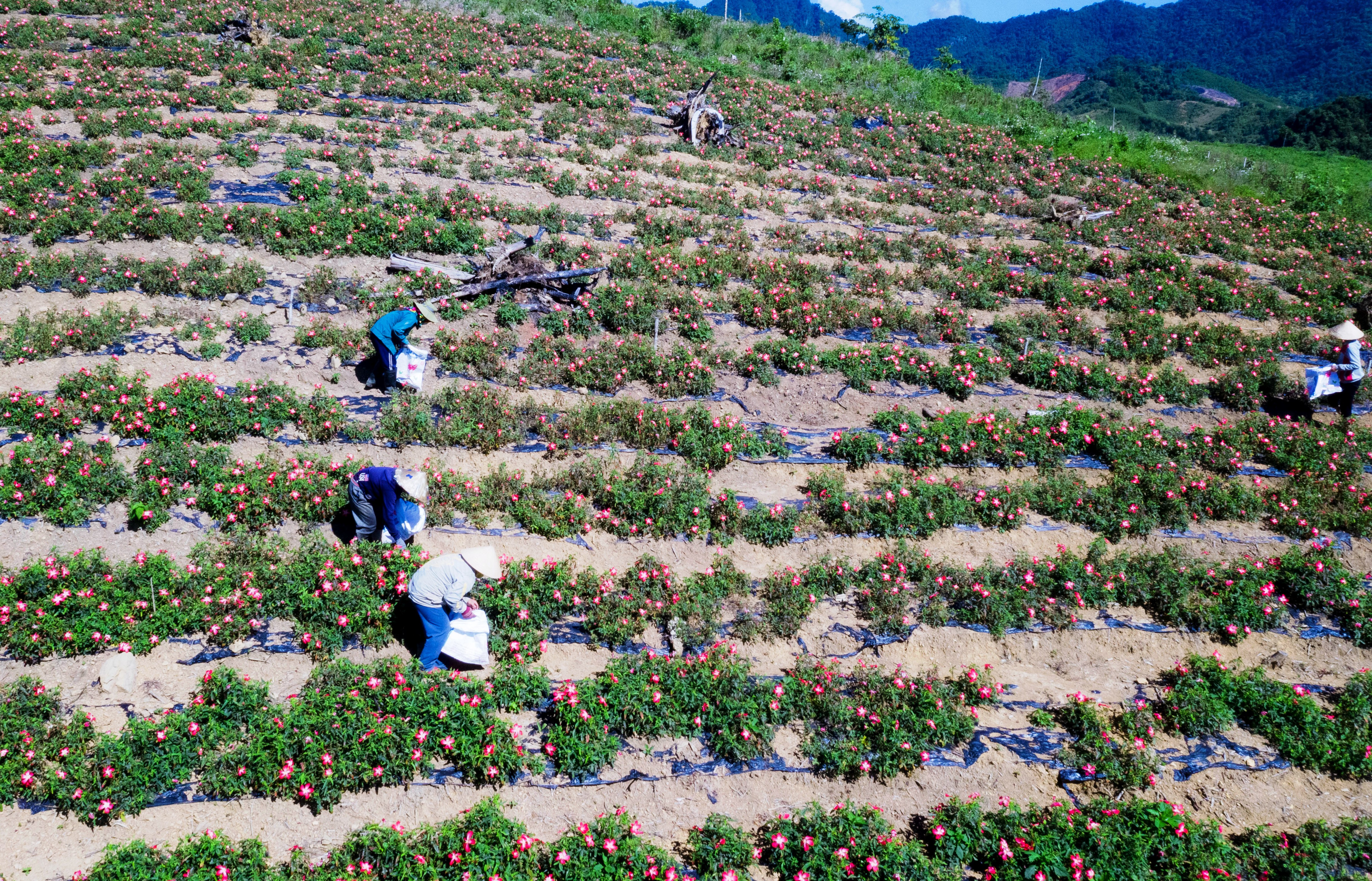 Giảm nghèo bền vững là điều kiện quan trọng của thành phố trực thuộc Trung ương