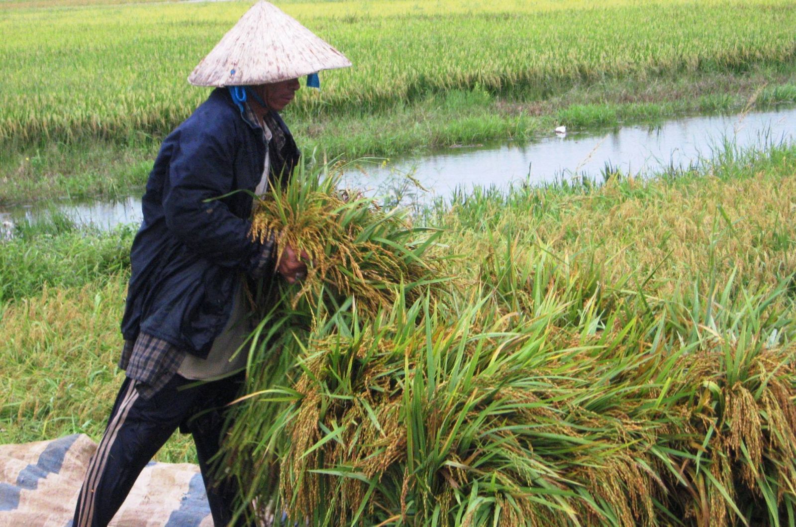 Khẩn trương thu hoạch lúa hè thu tránh thiệt hại do mưa lũ