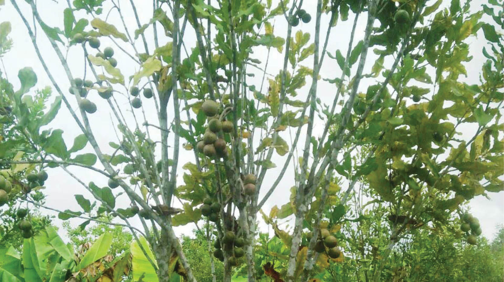 Triển vọng từ cây mắc ca